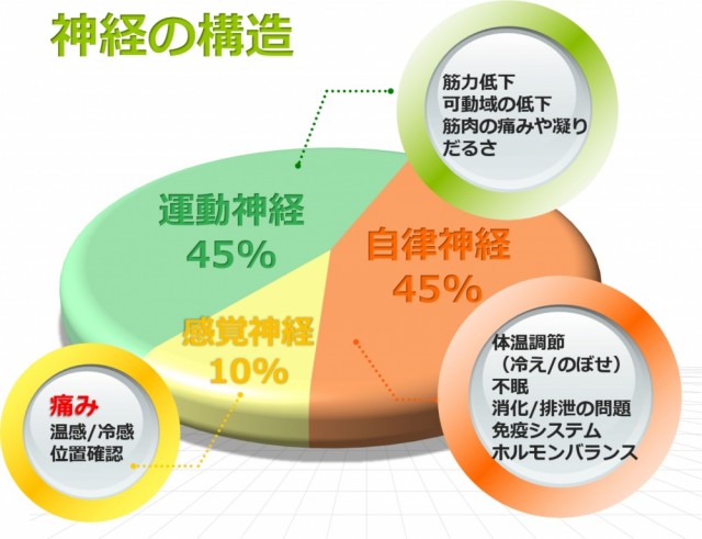 神経の構造。千葉県柏市で整体をお探しなら宮田カイロプラクティック！