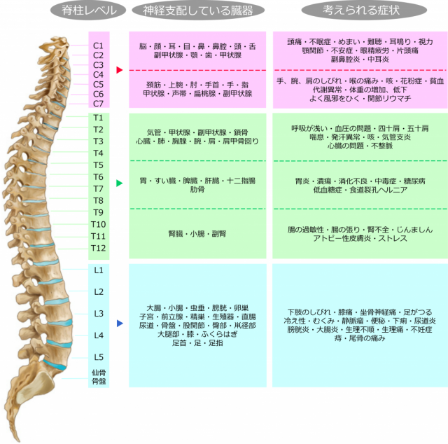 神経と各器官と症状の画像。柏市で整体なら宮田カイロプラクティックにお任せください。