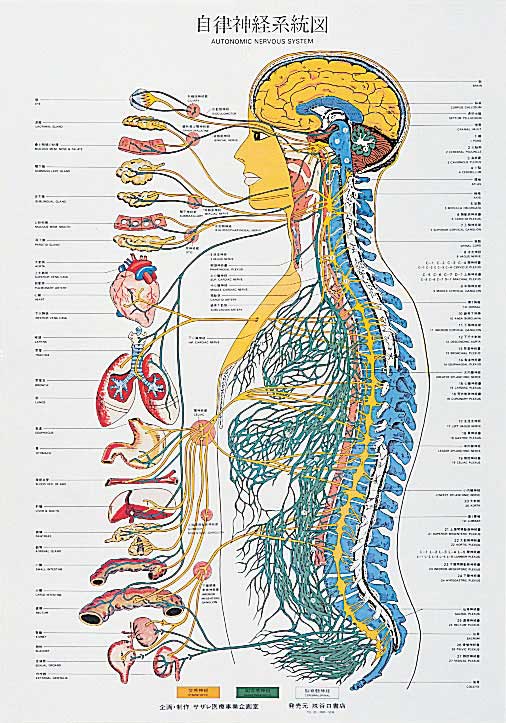 自律神経系統図の画像